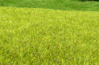 Model Scene Mokřad světlý