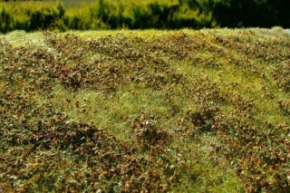 Model Scene Křoviny nízké podzimní barevné
