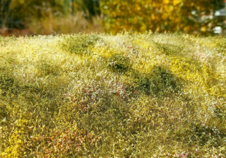 Model Scene Kvetoucí louka pozdní léto