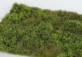 Model Scene Divočina s keři jarní