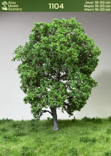 Javor 18-20 cm
