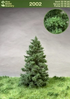 Smrk 12-14 cm